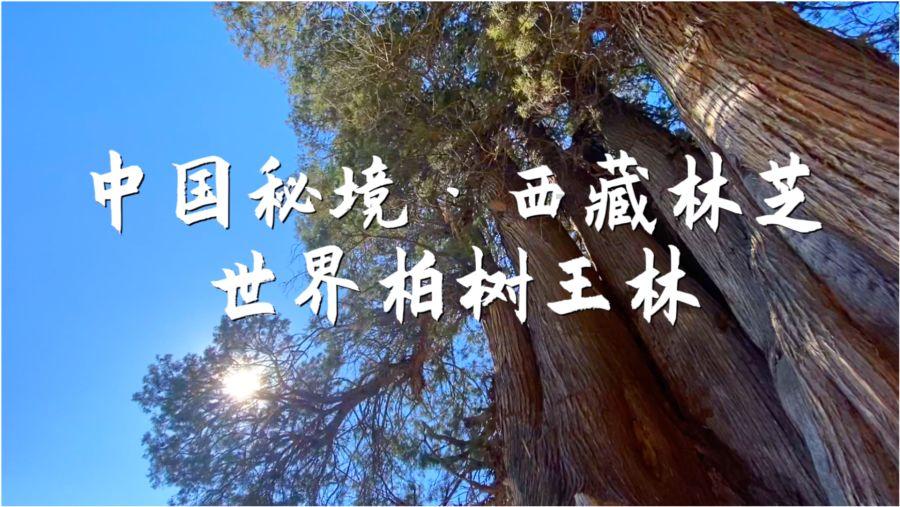 巧虎踢足球2